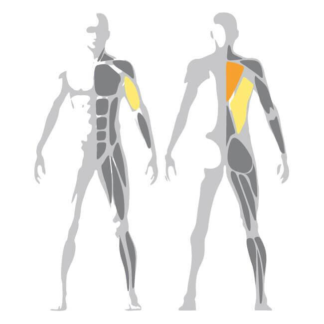 Selection MED Seated Upper Back Machine