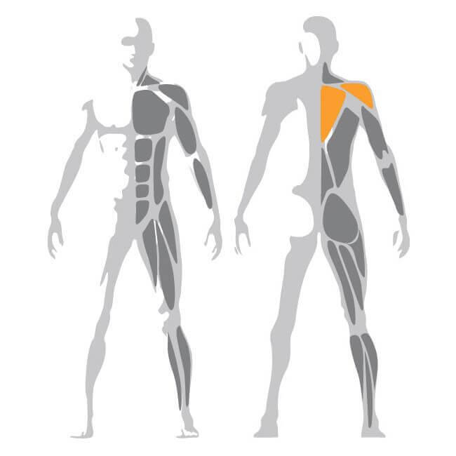 Reverse Fly - Selection 900