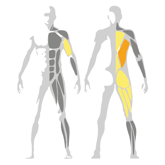 T- Bar Row |  Pure Line for an Effective Strength Workout